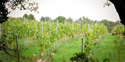 Grassy rows between vines in vineyard