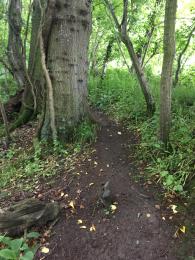 Photo showing examples of obstacles in path. Trees growing either side, stump in centre of path and fallen log on edge.