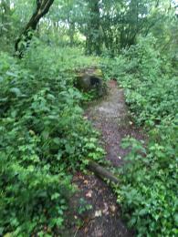 Examples of obstacles in path. Small branch laying across path, tree stump encroaching on one side and low vegetation on both