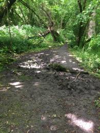 Example of path surfaces. Muddy patch stretching across width with fallen sticks in. 