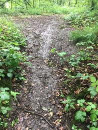 Muddy path with steep incline. Low vegetation on either side of the path. 