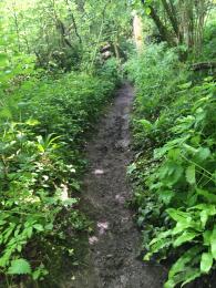 Muddy path with steep incline. Vegetation on sides. Background shows where fallen tree has been cut through to reopen path.