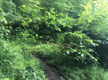 Tree hanging over path (170 cm clearance underneath in 2022).  Vegetation including bramble growing on both sides of dirt path. 