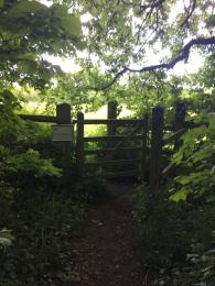 Wooden kissing gate into Fivehead Meadow. Vegetation growing on either side. Overhanging tree branch.