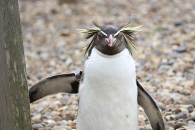 Penguins,