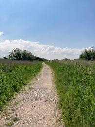 Coastal trail edged with reed