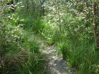 A path winds through highly lush woodland vegetation. The path is gravel underfoot.