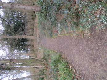 Path in Crow Wood