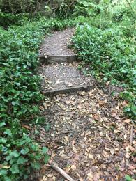Steps on path to Scarp Trail from car park. Vegetation encroaching along path edges.