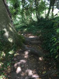 Tree roots across Scarp Trail