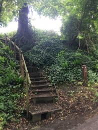 Steep wooden steps near beginning of Scarp Trail after crossing road 