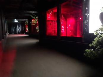 Inside the nocturnal house which has low level lighting. The animal enclosures have red lights inside. 