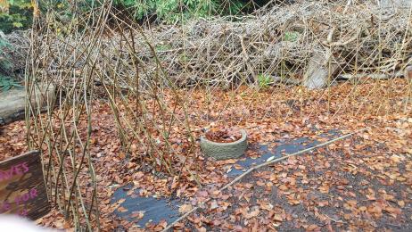 'Monster feeding station' and willow tunnel