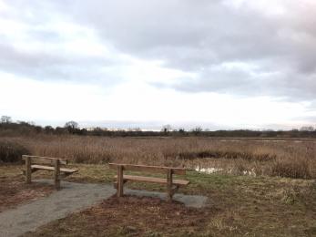 Benches found on the wetland trail