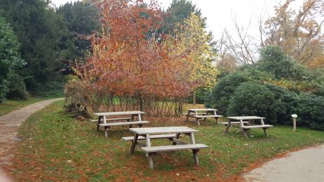 Picnic area and willow tunnel in the pleasure grounds