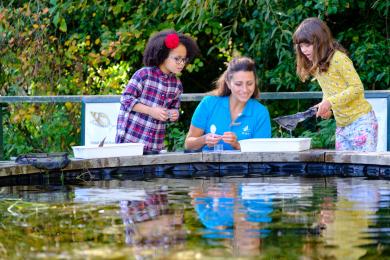 People pond dipping at Raised pond - pond sides are waist high on children 9-11 years old.
