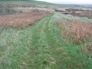 Grassy Path on Stagsike Trail