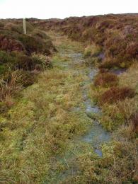 Trumland wet path in winter