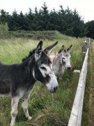 Donkeys who stay in summer