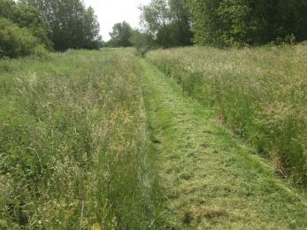Mown grassy path