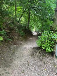 further along woodland path showing tree roots