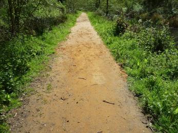 Woodland trail- compacted sand path