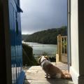 Dog looking out across the river from the front door of Fal River Cottage 