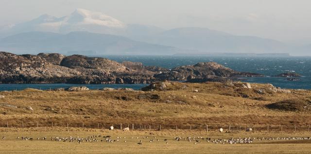 Barnacle geese on RSPB Scotland Coll