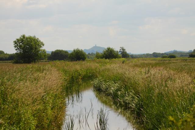 View from Shapwick Moor Nature Reserve looking out over a rhyne towards Glastonbury Tor