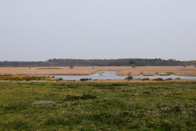Dingle Marshes reedbed, photo by George Hannan