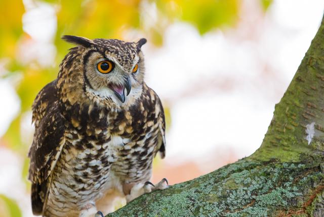 Header image for Baytree Owl and Wildlife Centre