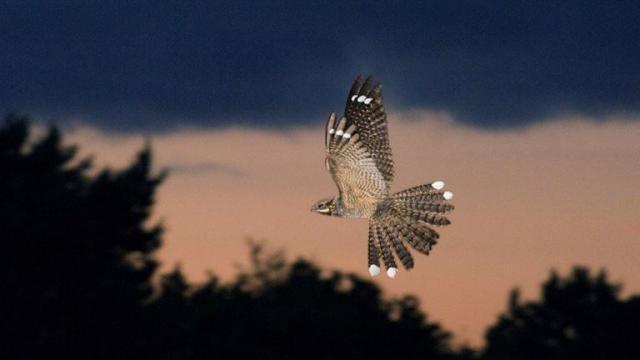 Nightjar in flight