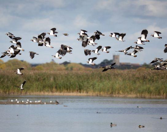 Lapwing over reedbed 